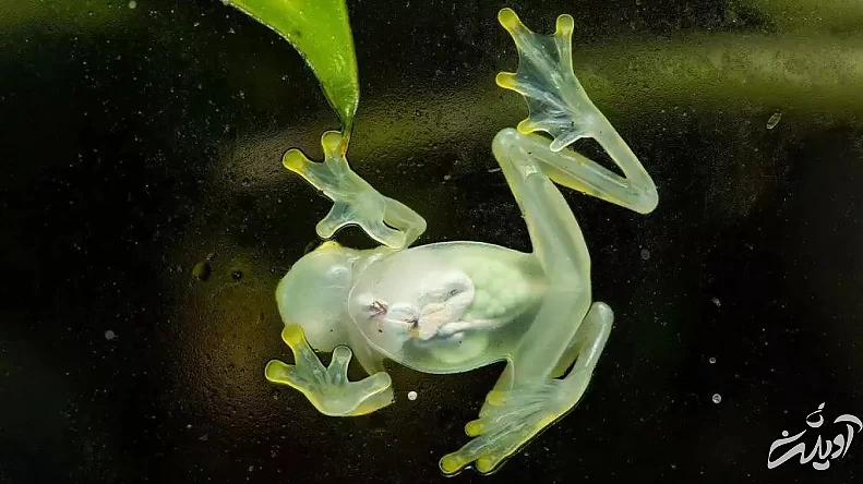 راز قورباغه هایی که می توانند خود را نامرئی کنند!